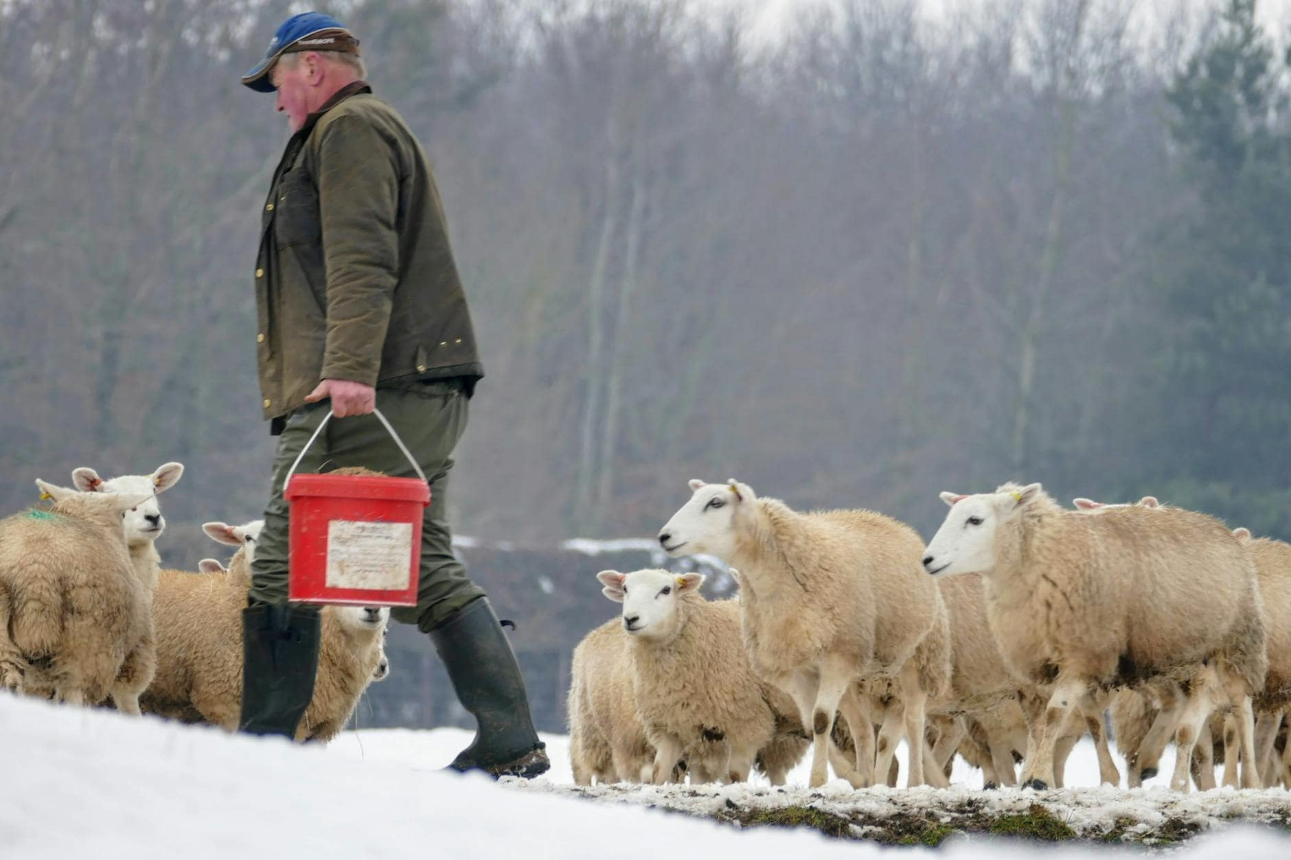 shepherd with flock of sheep in snowy landscape