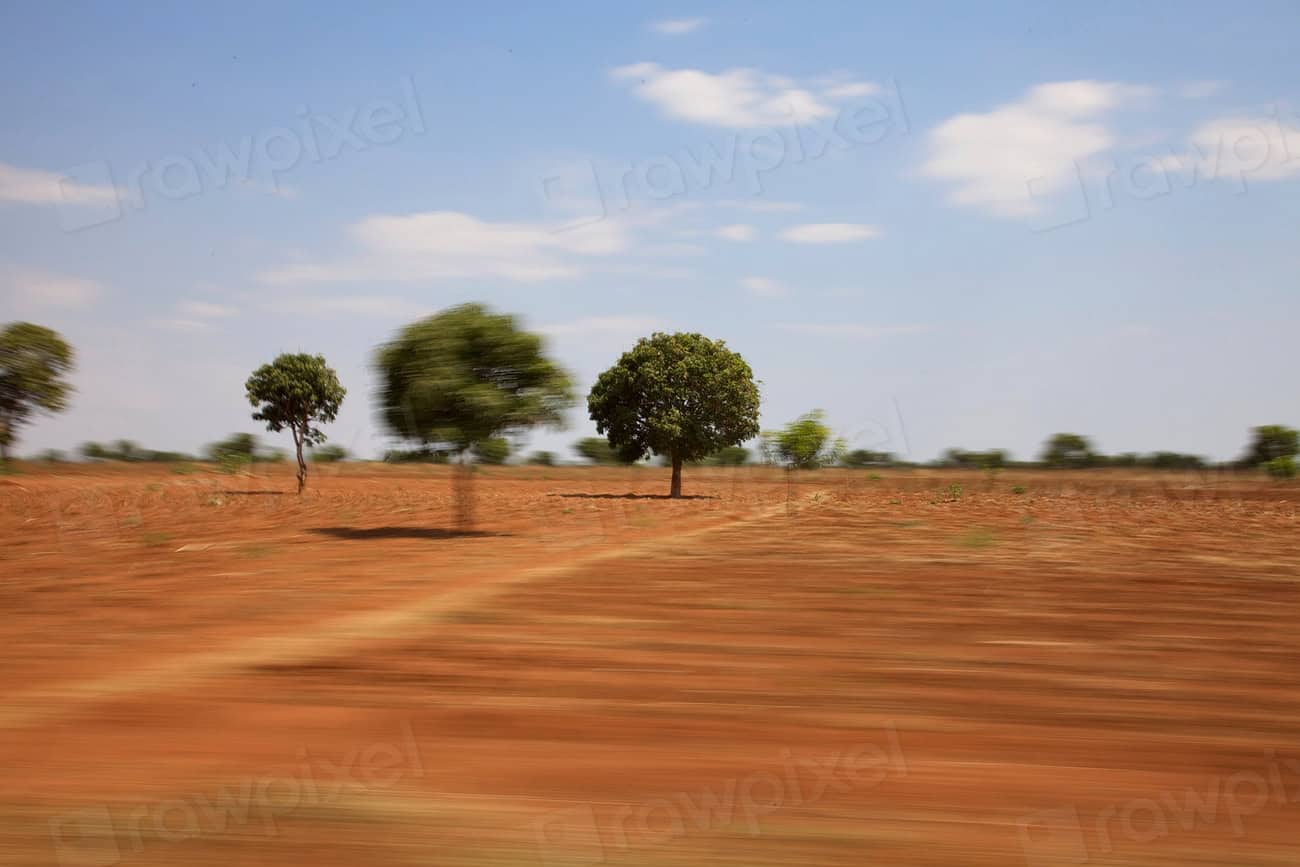 Rural landscape in Malawi with three trees and open fields under a blue sky.