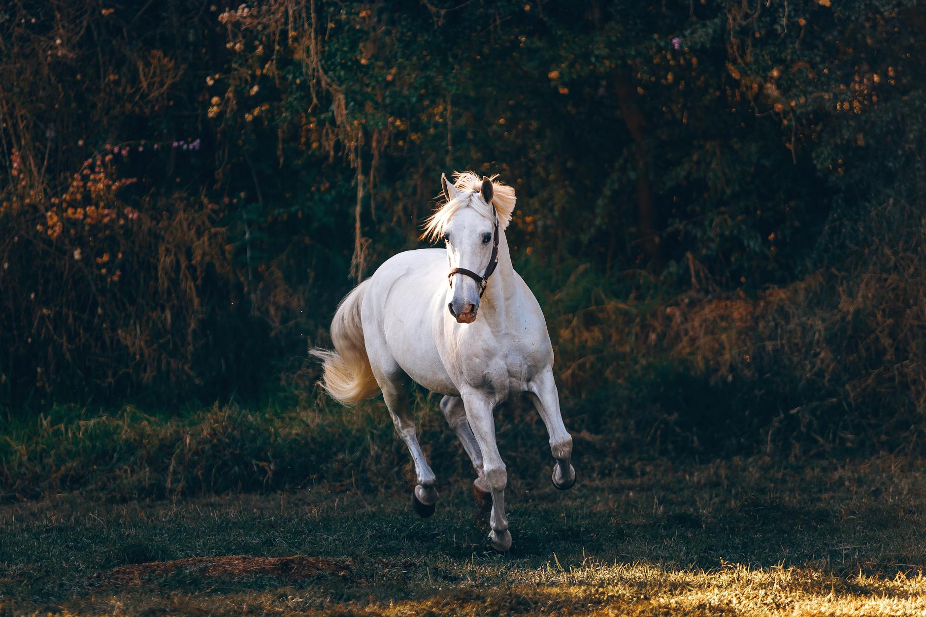 The Dance of Horses: Poetry in Motion